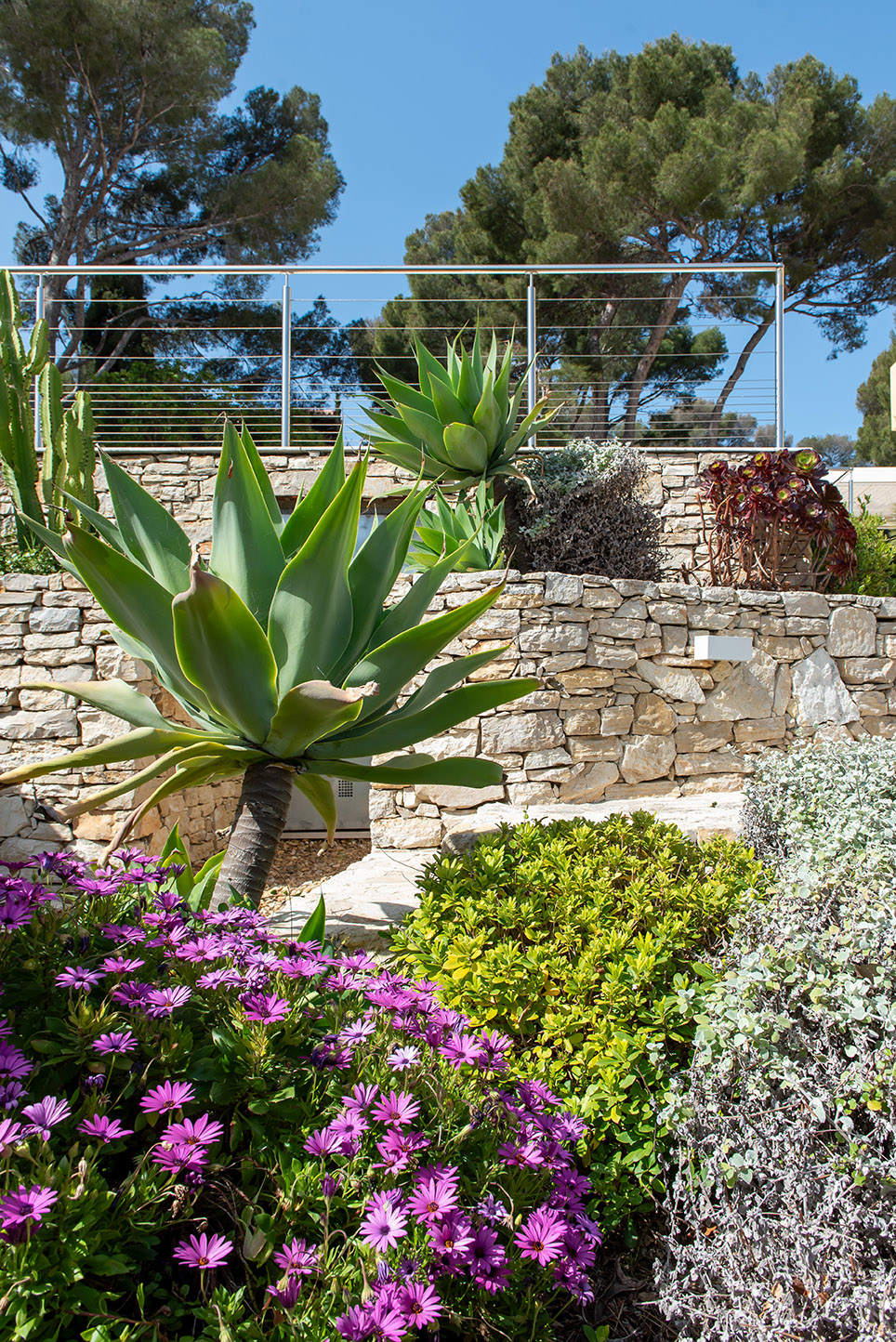 Massif Mediterraneen Agave Osteospermums Jardin Sec Var